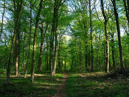 foret-copie-2.jpg