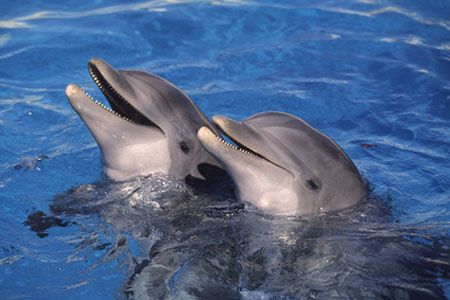 mammiferes-marins-391.jpg