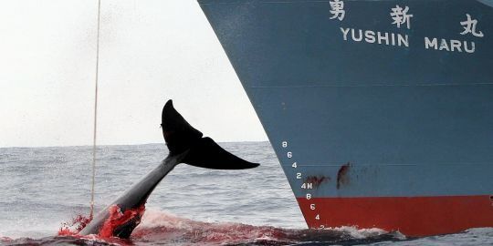 navire-japonais-capture-une-baleine.jpg