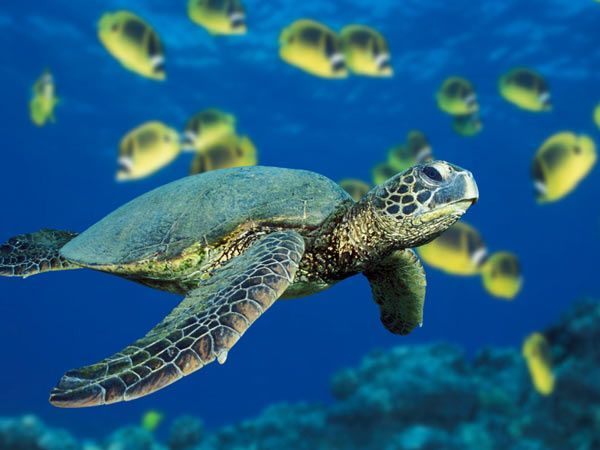 tortue-verte-6011.jpg