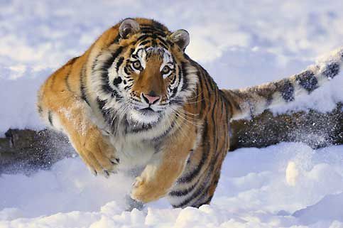 tigre-de-siberie.jpg