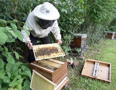 apiculture_mortagne.jpg