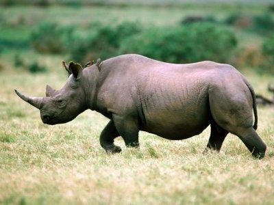 rhinocéros