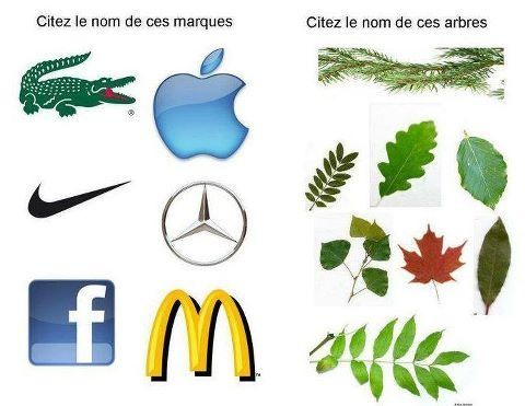 feuilles-d-arbre.jpg
