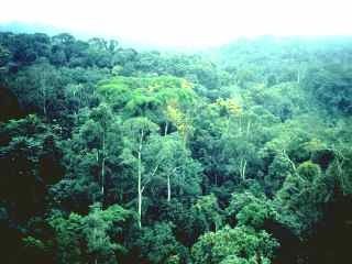 rainforest_Congo_FAO.jpg