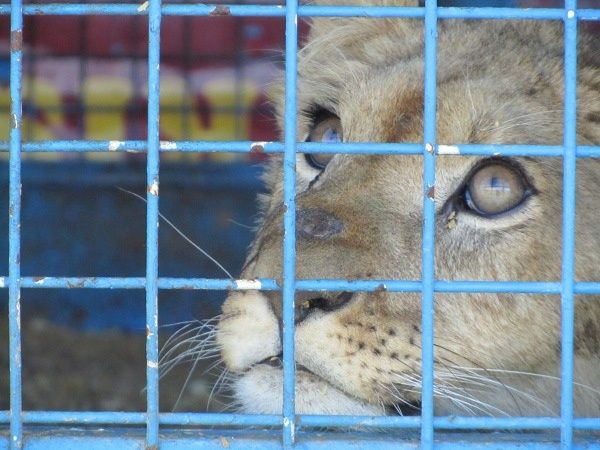 Cirque-de-paris-lionceau-2011