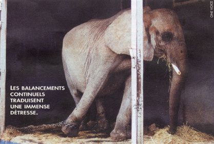 ElephantCirque