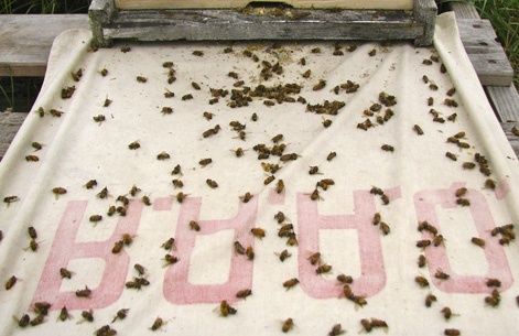 abeilles-Quebec.jpg
