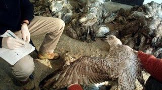 goeland-mort.jpg