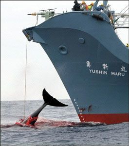 chasse_baleine_2006.jpg