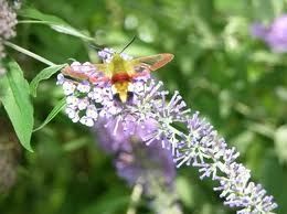 insecte-pollinisateur.jpeg