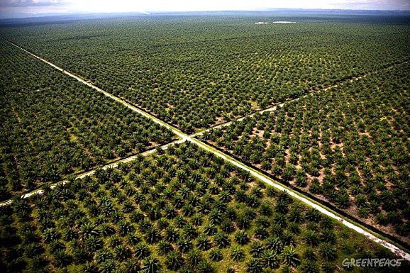 Effrayant! Le palmier à huile menace désormais le bassin du Congo - Notre  Terre