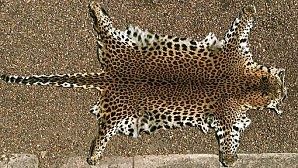 peau-leopard.jpg