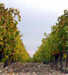 vignes21-1-.jpg