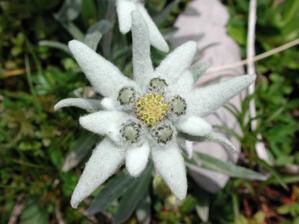 edelweiss-copie-1.jpg