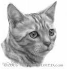 cat-1.jpg