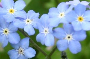 myosotis_syl.jpg