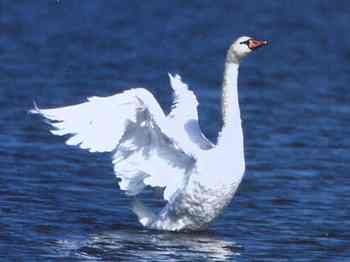 abcygne6.jpg