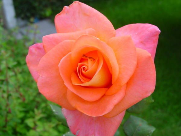 Une Rose de mon jardin pour Rosine