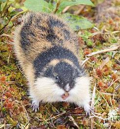 Definition & Meaning of Lemming