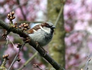moineau-sur-arbre.jpg