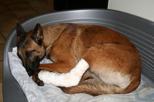 brave le toutou - Moi : Tara, berger belge malinois brave le toutou - Moi : Tara, berger belge malinois