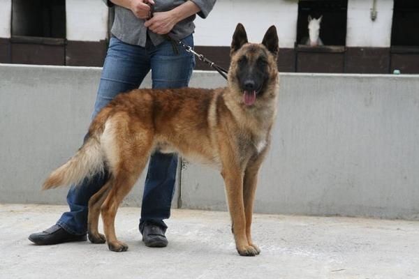 j'ai du chien ! - Moi : Tara, berger belge malinois j'ai du chien ! - Moi : Tara, berger belge malinois