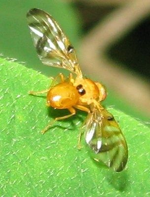 idata.over-blog.com/0/40/53/44//tephritidae6em.jpg