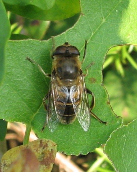 idata.over-blog.com/0/40/53/44/nouveau/eristalis.jpg