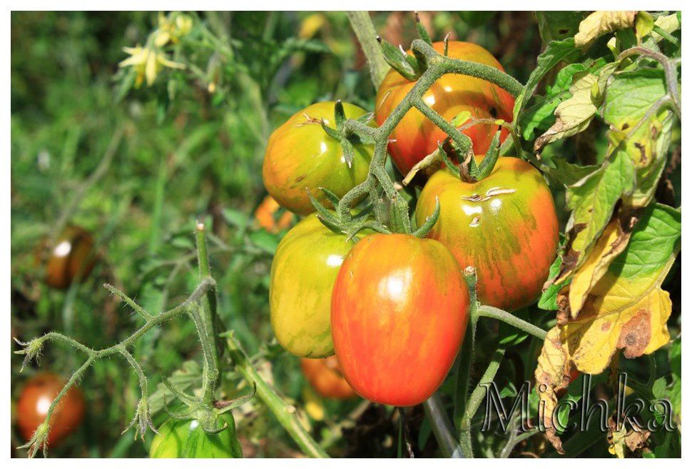 tomates--2-.jpg