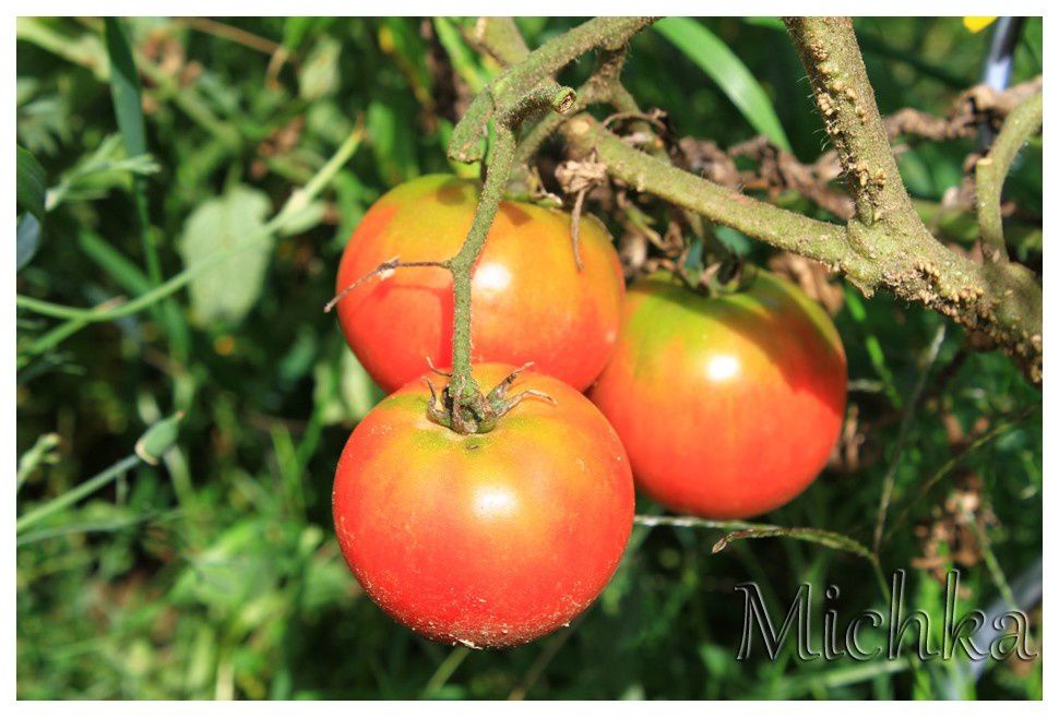 tomates--3-.jpg