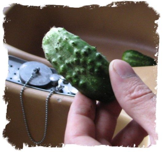 Cornichons-2.JPG