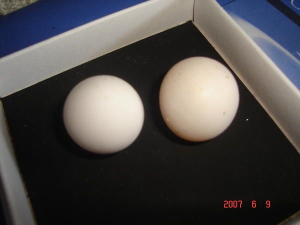 oeufs-piou-piou.jpg