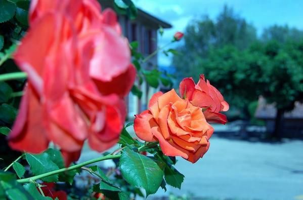 Roses-N0507-00007.jpg
