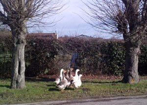 2010-03-02-beaucourt-oies.jpg