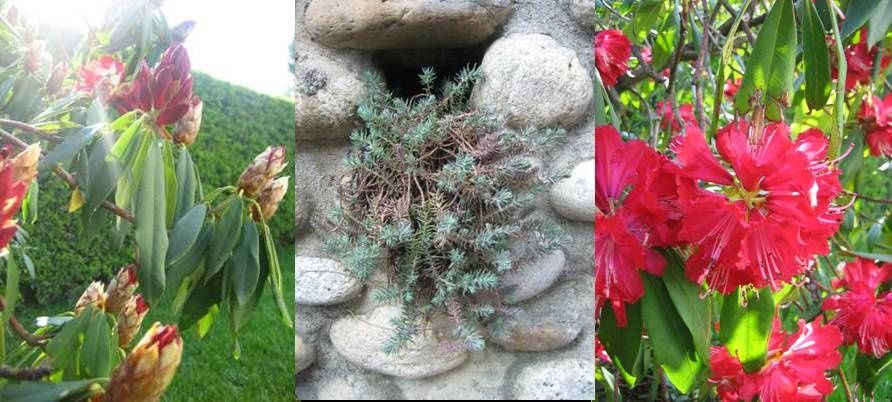 fiori-giardino-b.jpg