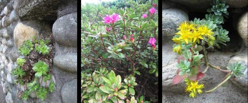 fiori-giardino-c.jpg