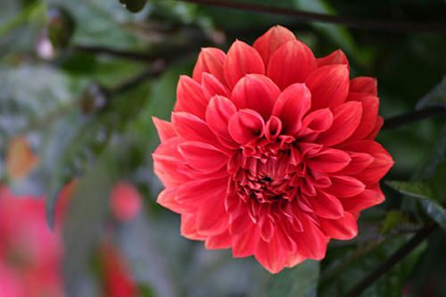 Fleur.jpg