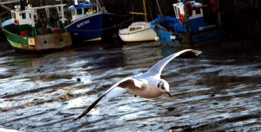 goeland-port.jpg