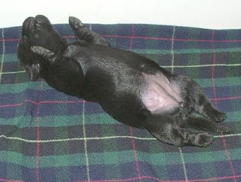 PetiteChienne.JPG