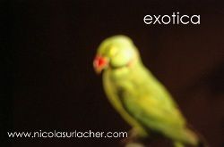 exotica-nicolas-urlasher.jpg