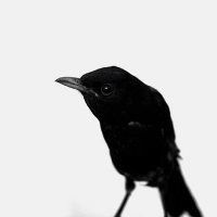Berry---merle-noir---culturecie.com.jpg
