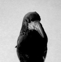 emmanuel-berry---corbeau-freux---culturecie.jpg