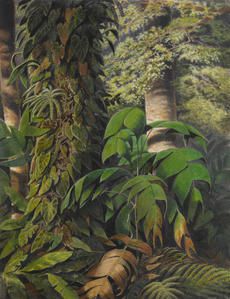 William Michaud (Vevey, 1829- 1902 Superagui, Brésil) - Palmes de guarana dans la jungle brésilienne