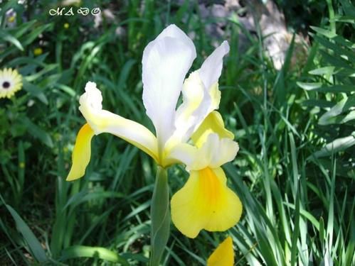 Iris-bicolore.jpg