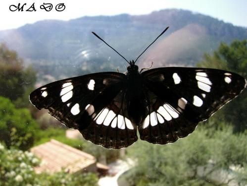 Papillon--2-.JPG