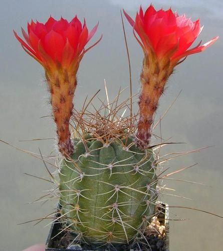 Hybride-Lobivia-saltensis-X-Matucana-madisoniorum.JPG
