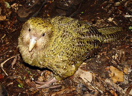kakapo 7