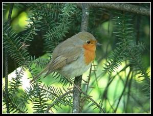 photo-rouge-gorge-1.jpg