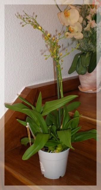 Oncidium jaune mars 2010 (1)